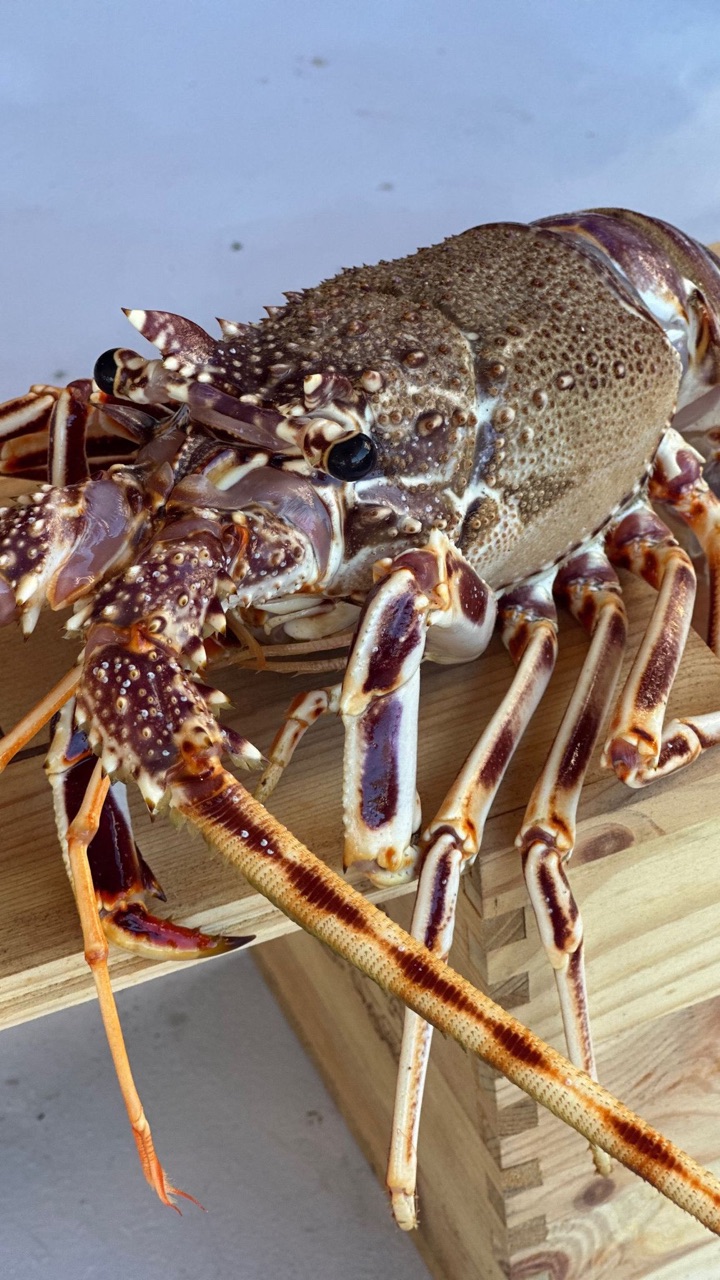 Aragosta mediterranea viva